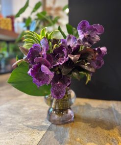 VANDA PURPLE