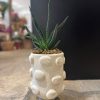 CACTOS CM