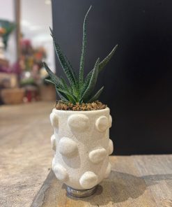 CACTOS CM