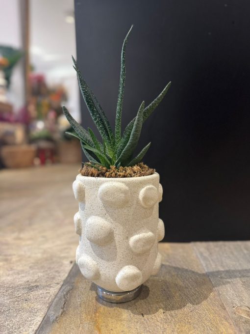 CACTOS CM